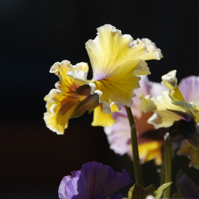 Pansies - the most reliable beauty in the garden